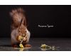 ������� ������ � �������� ���.